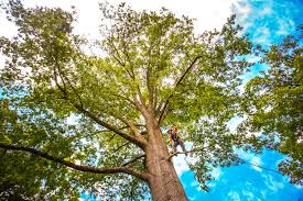 How Our Tree Care Process Works  in  Janesville, CA