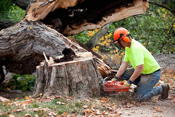 Best Stump Grinding and Removal  in Janesville, CA